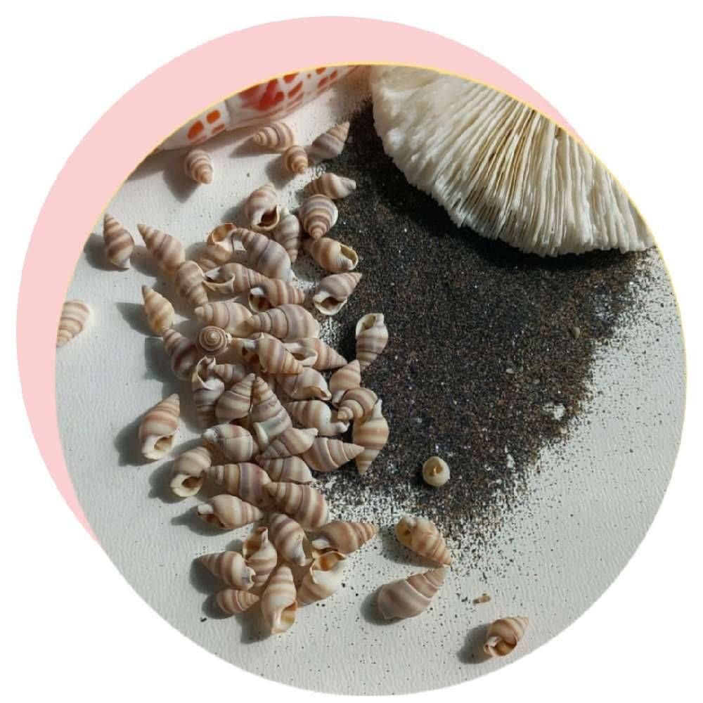 صدف گندمی ریز راه راه
