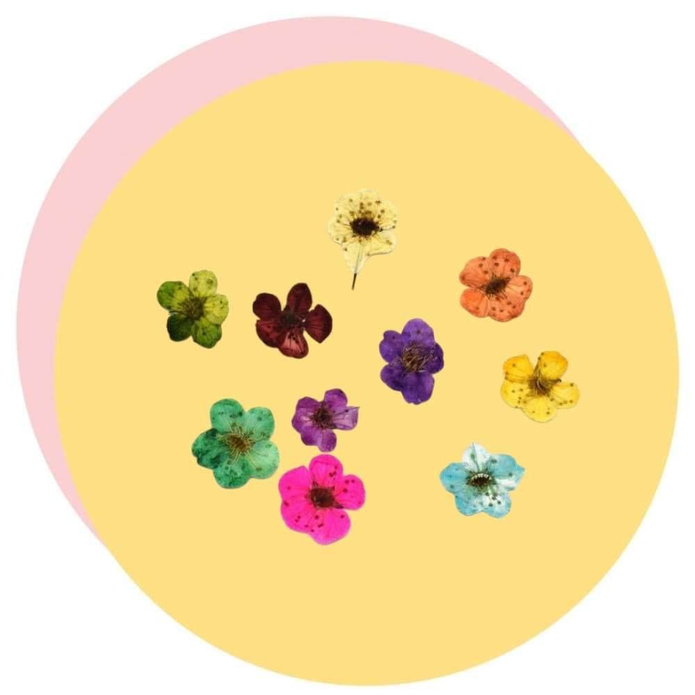 گل خشک اسپیره ۱٠ عددی