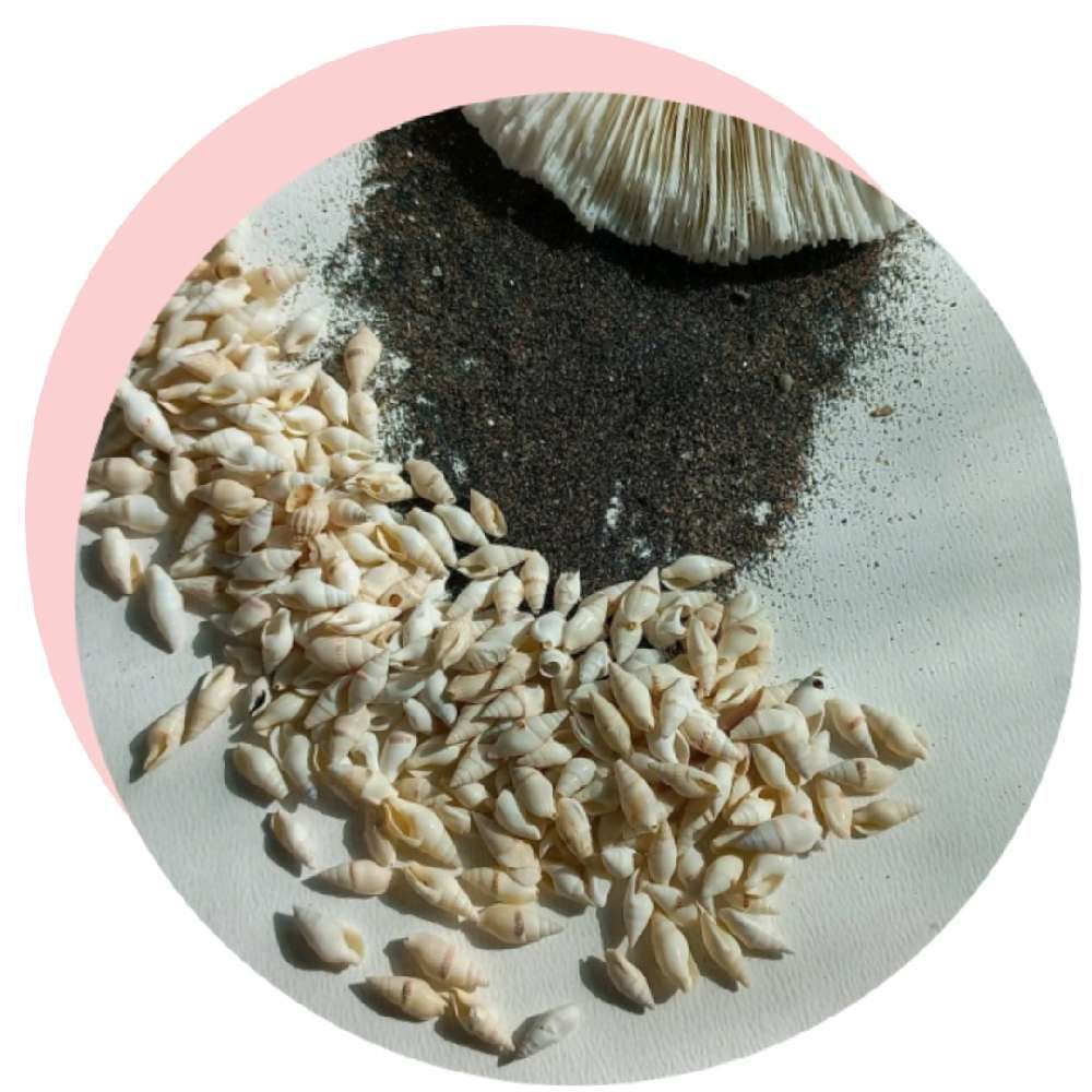 صدف گندمی ریز سفید