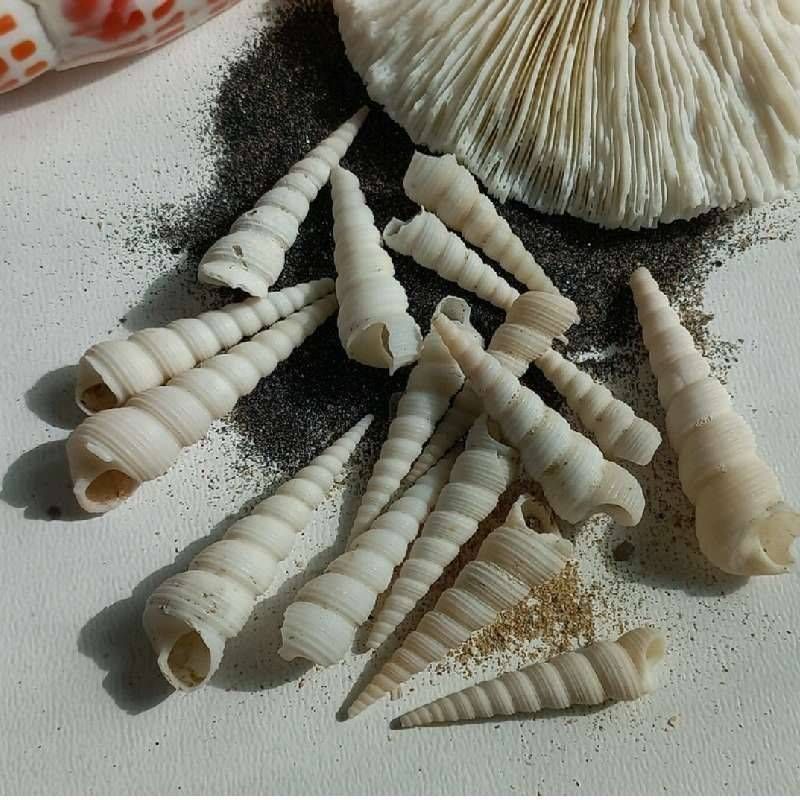 صدف مخروطی بزرگ